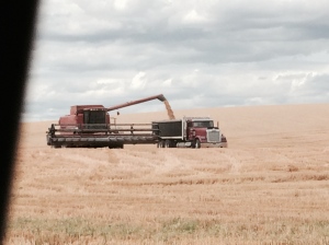 A combine pouring wheat into a truck to be taken to a grain elevator.